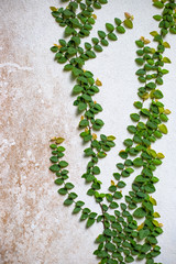 leaves of a climbing plant climb a wal