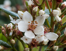 Hawthorn Bush  Blossom