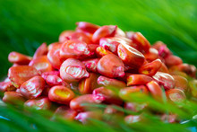 Pickled, Red Corn Seeds For Sowing In A Vessel On A Grass Background