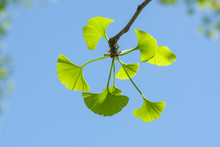 New Ginkgo Biloba Leaves Against The Blue Sky