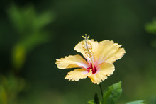 Close-up Of Yellow Hibiscus Flower