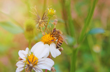 Wall Mural - honey bee collects yellow flower pollen. bee and beautiful flowers in the nature in the garden.