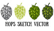 Hops vector visual graphic icons or logos, ideal for beer, stout, lager, bitter labels & packaging.