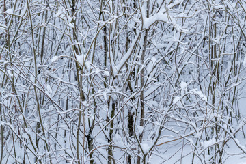 Tree branches with covered white snow. Texture.