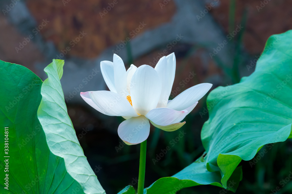 Close-up Of White Water Lily - obrazy, fototapety, plakaty 