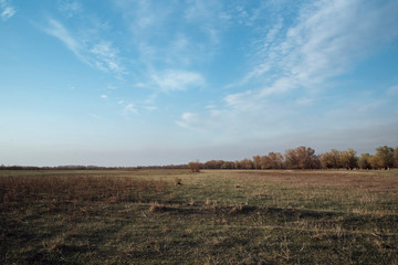 Steppe landscape in spring