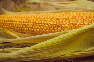 Wall Mural - Boiled corn with tops. Yellow agriculture organic vegetarian fresh summer food close up.