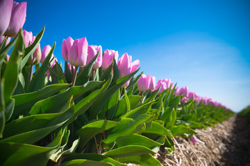 Wall Mural - blooming pink tulips