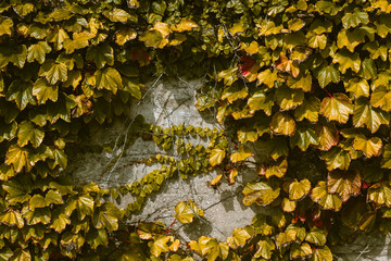 Wall Mural - Awesome composition of leaves on the wall.Cantabria. Northern coast of Spain