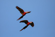 Scarlet Macaws (Ara Macao) Flying In Blue Sky