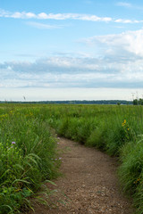 Wall Mural - Dirt trail through the wildflowers and green grass on a summer morning.  Dixon waterfowl refuge, Illinois.