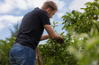 Mężczyzna przycina gałęzie jabłoni w sadzie