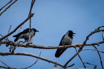 two large gray birds with a black beak are sitting on a dried branch of an old tree against a blue s