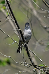 Wall Mural - Blackcap, male / Mönchsgrasmücke , Männchen (Sylvia atricapilla)