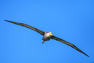 Waved albatross in flight on Espanola Island, Galapagos National park, Ecuador