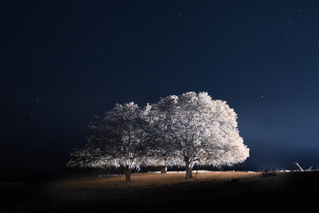 Wall Mural - snow covered trees against sky at night