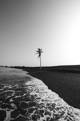 Wall Mural - lone palm