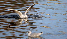 Seagull Landing On The Water