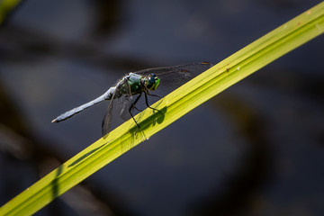 Close up of a Blue Dasher dragonfly holding to a sawgrass perch against a blurred natural background