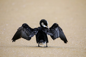 Poster - Little pied cormorant (Microcarbo melanoleucos) grooming