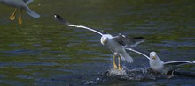 Seagulls Landing On Water Surface