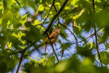 Poster - Carolina Wren (Thryothorus ludovicianus)