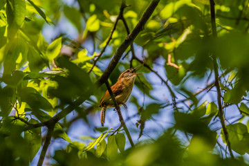 Poster - Carolina Wren (Thryothorus ludovicianus)