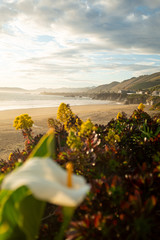 Wall Mural - view of beach with blooming flowers in foreground