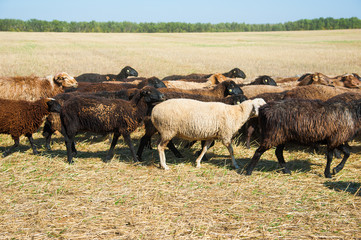 Flock of sheep on the meadow