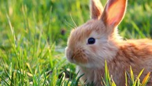 A Small Fluffy Eared Rabbit Sits On A Green Meadow And Eats Young Green Grass Close-up, In The Evening, With Bright Warm Sunlight. Easter Bunny
