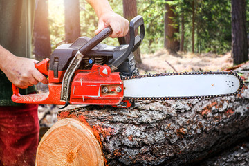 Woodcutter saws tree layed on grounmd.