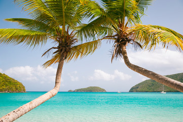 Wall Mural - palm trees curve together over a postcard perfect caribbean beach scene in the virgin islands