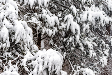 Wall Mural - Snowstorm storm snowing weather outside closeup of tree branches covered in snow in Virginia forest with evergreen fir pine plant