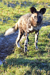 Wall Mural - Painted Dog