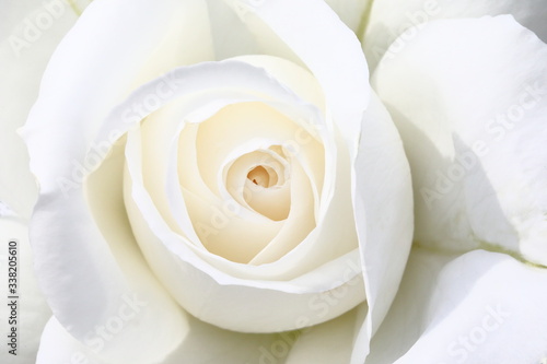 Plakat róże   japonska-biala-roza