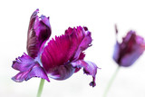 Fototapeta Motyle - Asiatic Lilly Purple in Bloom Spring Flowers