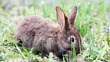 Not A Large Brown Rabbit With Big Ears Eats Young Green Grass In A Forest Glade With Spring Flowers Close-up. Spring Holidays Concept