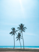Palm Trees On Beach Against Sky