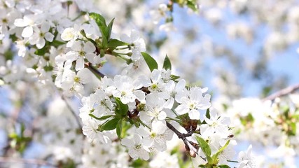 Wall Mural - flowering cherry branches in springtime close-up. Natural background