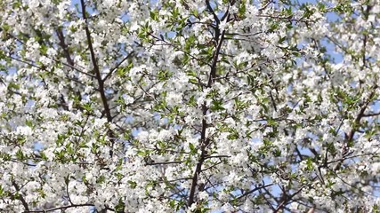 Wall Mural - flowering cherry branches in springtime close-up. Natural background