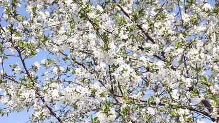 Wall Mural - flowering cherry branches in springtime close-up. Natural background