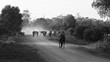 Cattle Droving In Early Morning Light
