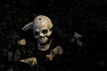 High Angle View Of Human Skull On Field
