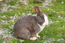 Close Up Portrait Of An Adorable Blue Eyed Grey Rabbit With White Stripes Sitting On The Green Grass Field Staring At You