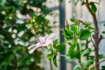 white flowers of a tree