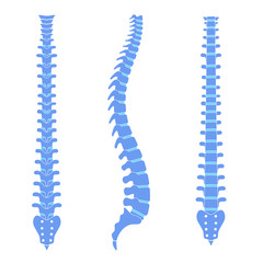 Canvas Print - Human spine anatomy vector illustration