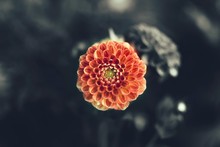 Close-up Of Orange Flower Against Blurred Background