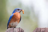 Fototapeta Perspektywa 3d - Bluebird with a worm in its beak on a fence.