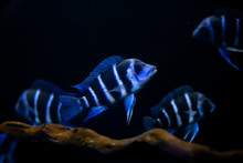 The Frontosa Cichlid, Fish In Tank, The Cichlid Family To Lake Tanganyika In East Africa, Kitumba, Moba, Zaire.
