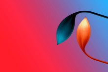 Red And Blue Gradient With  Orange And Blue Flower And Empty Sapce Design  Abstract Colorful  Spring  Background